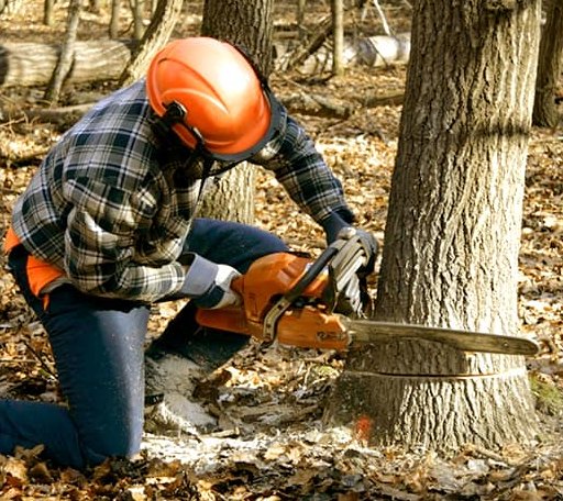 Tree Removal in Ypsilanti, ND